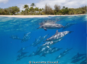 I couldn't get these dolphins to swim closer to the islan... by Jeannette Howard 